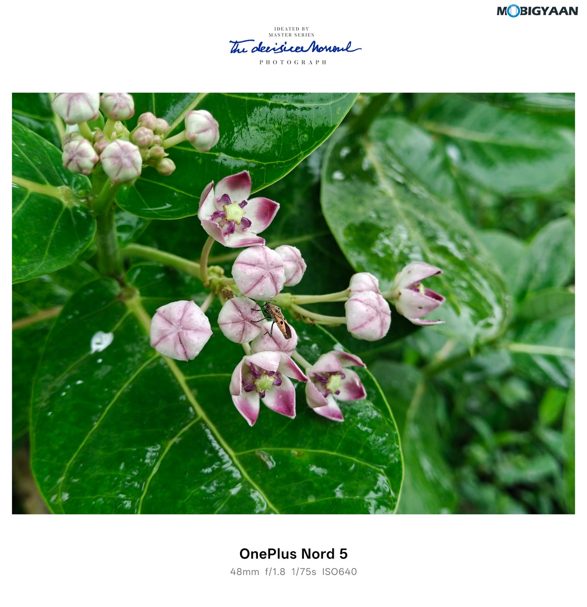 OnePlus Nord 4 Review Camera Samples 16