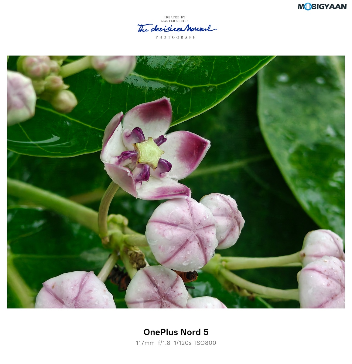 OnePlus Nord 4 Review Camera Samples 17