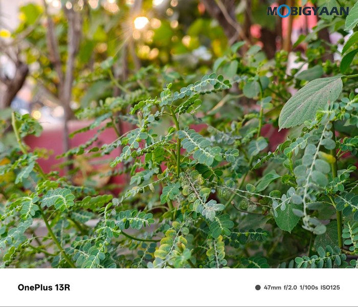 OnePlus 13R Review Camera Samples 6 Months 10