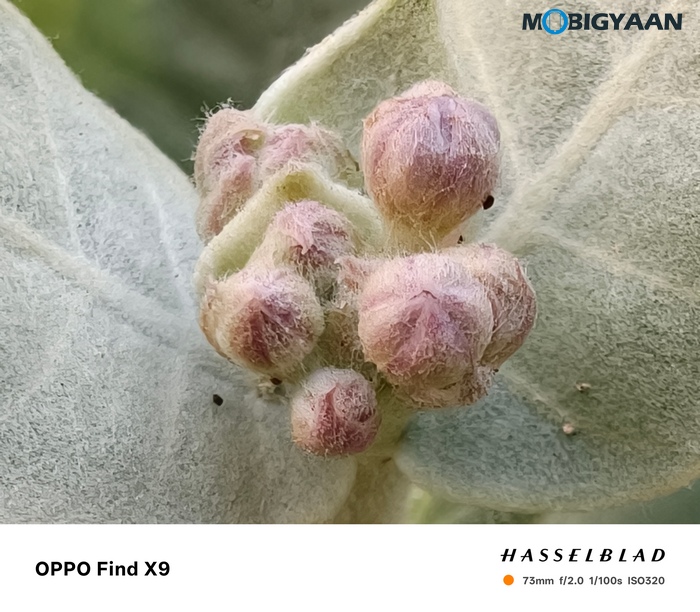 OPPO Find X9 Review Camera Samples 52