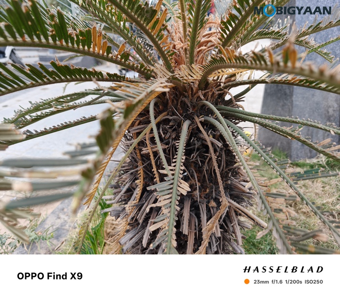 OPPO Find X9 Review Camera Samples 53