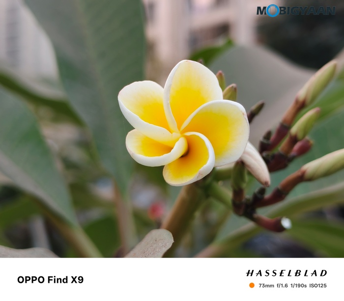 OPPO Find X9 Review Camera Samples 54