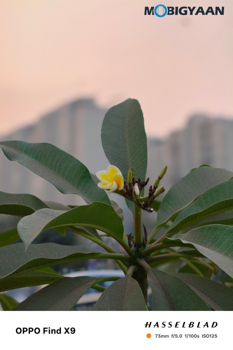 OPPO Find X9 Review Camera Samples 55