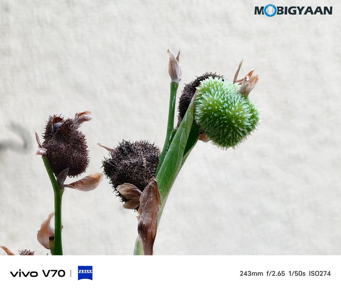 vivo V70 Review Camera Samples 1