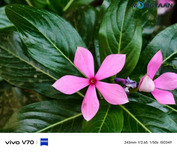 vivo V70 Review Camera Samples 10