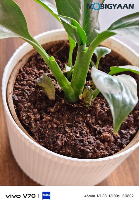 vivo V70 Review Camera Samples 24