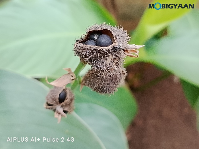 AI Pulse 2 Review Camera Samples 1