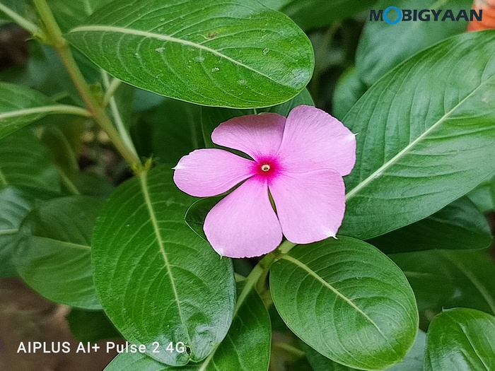 AI Pulse 2 Review Camera Samples 2