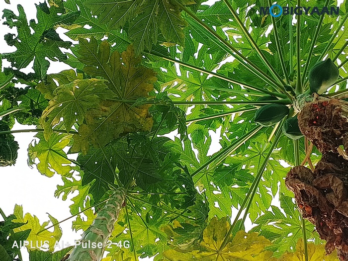 AI Pulse 2 Review Camera Samples 5