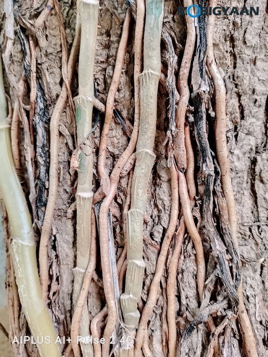 AI Pulse 2 Review Camera Samples 7