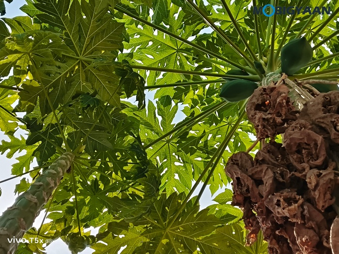 vivo T5x 5G Review Camera Samples 2