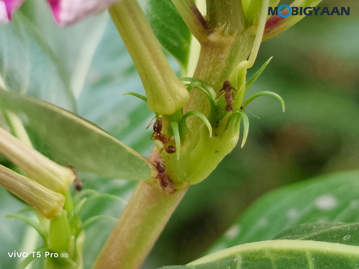 vivo T5 Pro 5G Review Cameras Samples 14