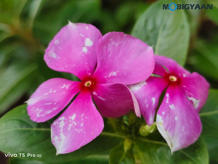 vivo T5 Pro 5G Review Cameras Samples 4