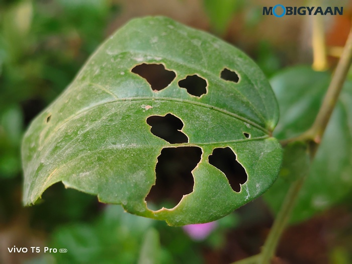 vivo T5 Pro 5G Review Cameras Samples 5