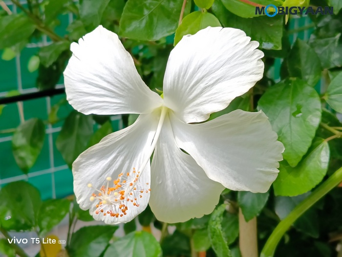 vivo T5 Lite 44W 5G Review Camera Samples 10