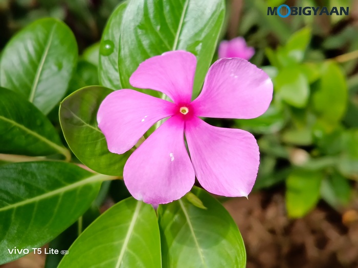 vivo T5 Lite 44W 5G Review Camera Samples 11