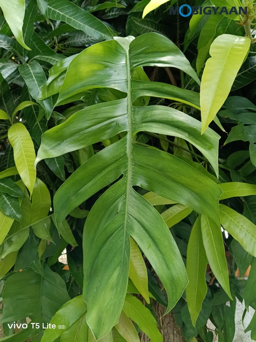 vivo T5 Lite 44W 5G Review Camera Samples 12