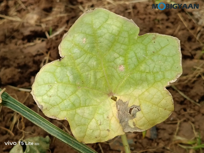 vivo T5 Lite 44W 5G Review Camera Samples 13
