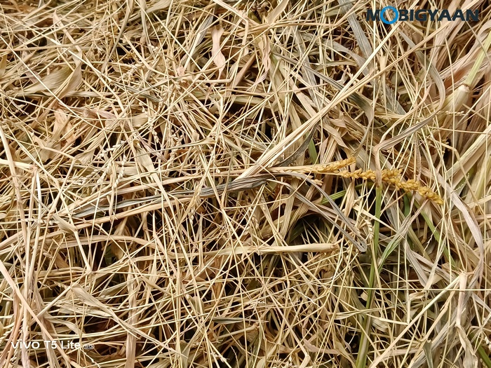 vivo T5 Lite 44W 5G Review Camera Samples 15