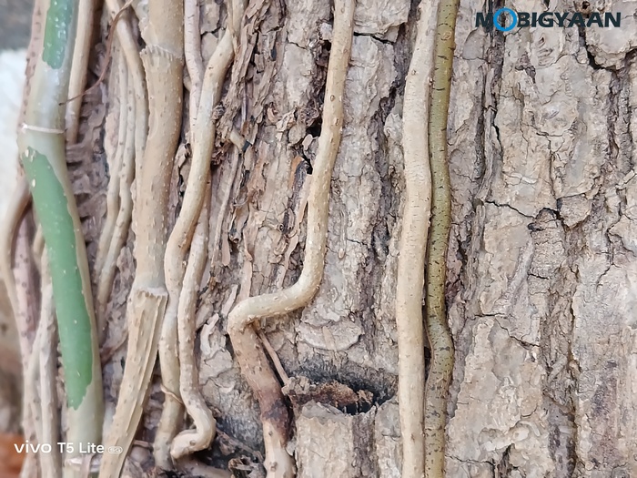 vivo T5 Lite 44W 5G Review Camera Samples 16