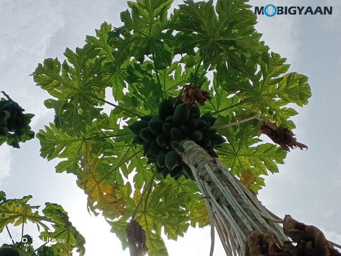 vivo T5 Lite 44W 5G Review Camera Samples 8