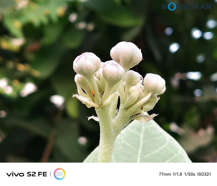 vivo S2 FE Review Camera Samples 1