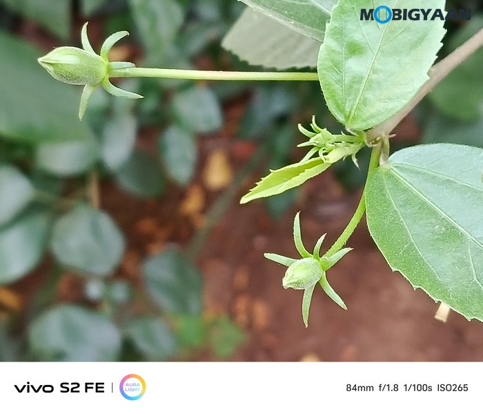 vivo S2 FE Review Camera Samples 10