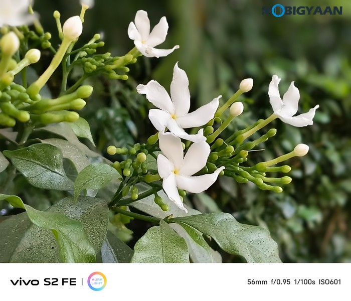 vivo S2 FE Review Camera Samples 19