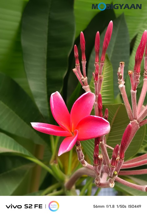 vivo S2 FE Review Camera Samples 31