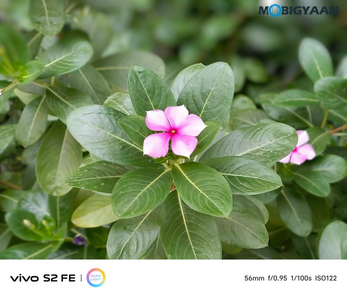 vivo S2 FE Review Camera Samples 4