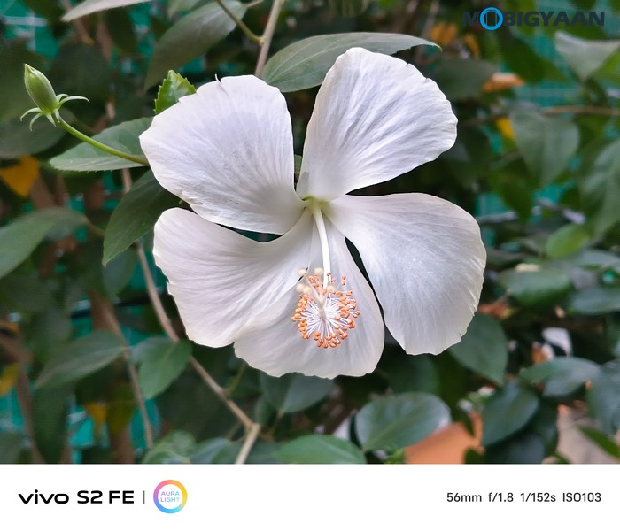 vivo S2 FE Review Camera Samples 9